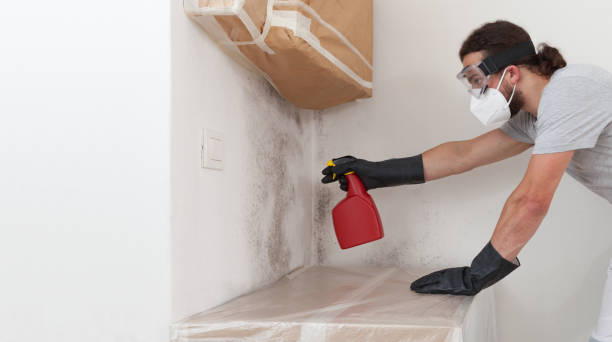 Professional Basement Mold Removal technician working in Holly Springs, GA