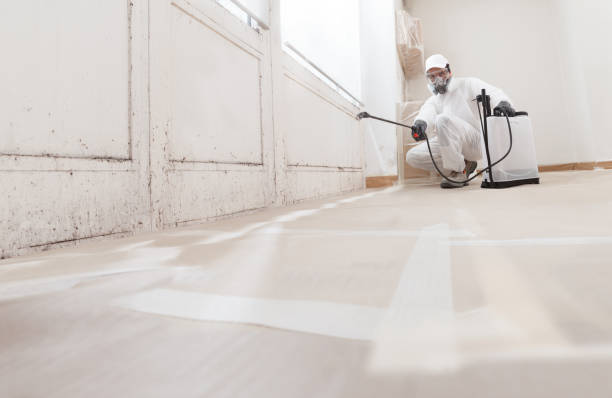 24/7 Emergency Basement Mold Removal experts in Holly Springs, GA