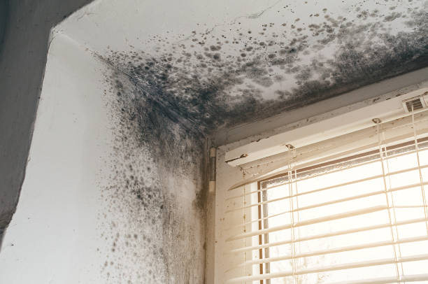 Affordable Basement Mold Removal solutions in Holly Springs, GA