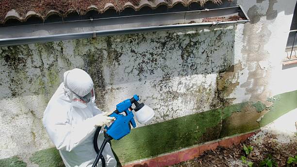 Top rated local Basement Mold Removal specialists in Holly Springs, GA